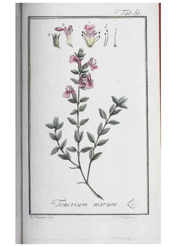 Reproducción/Reproduction 47127156182: Icones plantarum medicinalium.. Nürnberg :auf Kosten der Raspischen Buchhandlung,1779-1790. 