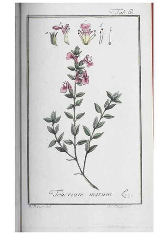 Reproducción/Reproduction 47127156182: Icones plantarum medicinalium.. Nürnberg :auf Kosten der Raspischen Buchhandlung,1779-1790. 
