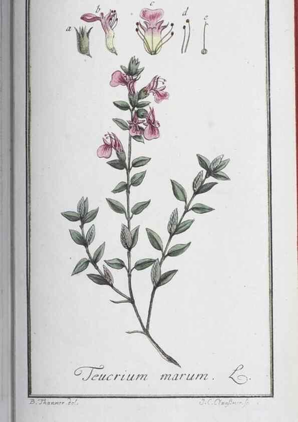 Reproducción/Reproduction 47127156182: Icones plantarum medicinalium.. Nürnberg :auf Kosten der Raspischen Buchhandlung,1779-1790. 