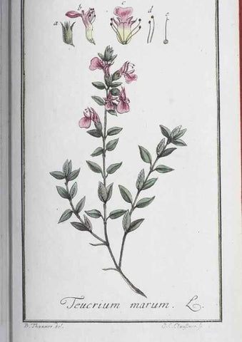 Reproducción/Reproduction 47127156182: Icones plantarum medicinalium.. Nürnberg :auf Kosten der Raspischen Buchhandlung,1779-1790. 