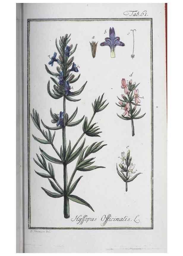 Reproducción/Reproduction 46264839735: Icones plantarum medicinalium.. Nürnberg :auf Kosten der Raspischen Buchhandlung,1779-1790. 