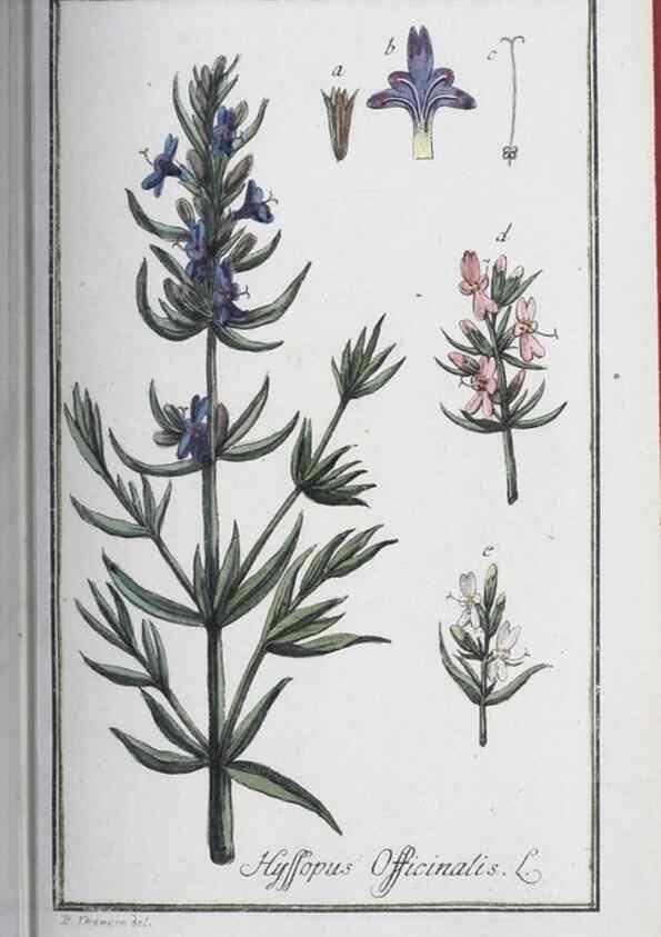Reproducción/Reproduction 46264839735: Icones plantarum medicinalium.. Nürnberg :auf Kosten der Raspischen Buchhandlung,1779-1790. 