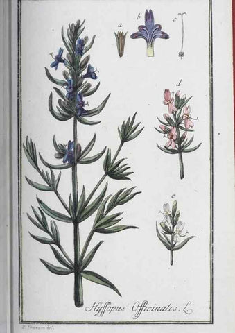 Reproducción/Reproduction 46264839735: Icones plantarum medicinalium.. Nürnberg :auf Kosten der Raspischen Buchhandlung,1779-1790. 