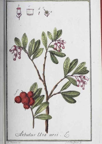 Reproducción/Reproduction 33303720408: Icones plantarum medicinalium.. Nürnberg :auf Kosten der Raspischen Buchhandlung,1779-1790. 