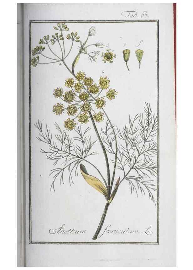Reproducción/Reproduction 33303721198: Icones plantarum medicinalium.. Nürnberg :auf Kosten der Raspischen Buchhandlung,1779-1790. 
