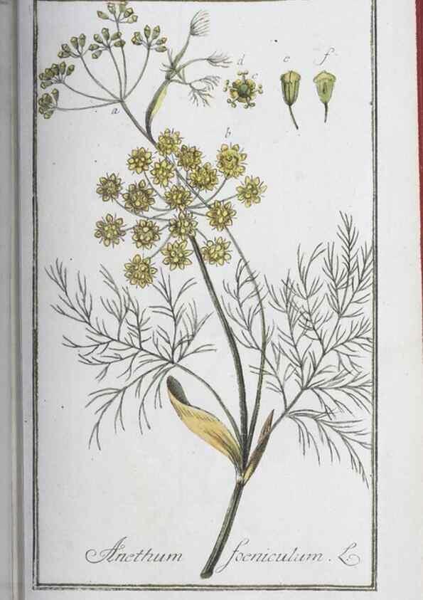 Reproducción/Reproduction 33303721198: Icones plantarum medicinalium.. Nürnberg :auf Kosten der Raspischen Buchhandlung,1779-1790. 