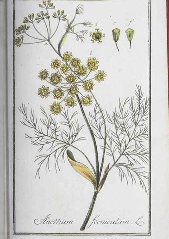 Reproducción/Reproduction 33303721198: Icones plantarum medicinalium.. Nürnberg :auf Kosten der Raspischen Buchhandlung,1779-1790. 