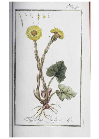 Reproducción/Reproduction 33303722088: Icones plantarum medicinalium.. Nürnberg :auf Kosten der Raspischen Buchhandlung,1779-1790. 