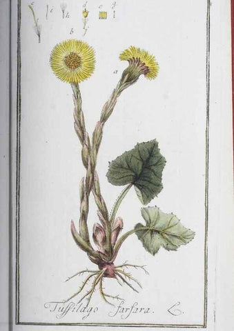 Reproducción/Reproduction 33303722088: Icones plantarum medicinalium.. Nürnberg :auf Kosten der Raspischen Buchhandlung,1779-1790. 