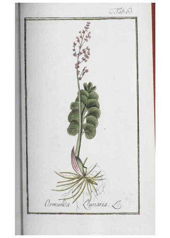 Reproducción/Reproduction 47127160552: Icones plantarum medicinalium.. Nürnberg :auf Kosten der Raspischen Buchhandlung,1779-1790. 