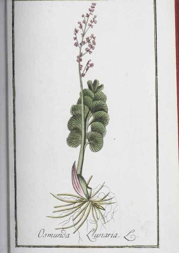 Reproducción/Reproduction 47127160552: Icones plantarum medicinalium.. Nürnberg :auf Kosten der Raspischen Buchhandlung,1779-1790. 