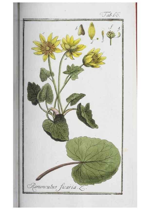 Reproducción/Reproduction 33303723728: Icones plantarum medicinalium.. Nürnberg :auf Kosten der Raspischen Buchhandlung,1779-1790. 
