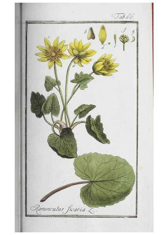 Reproducción/Reproduction 33303723728: Icones plantarum medicinalium.. Nürnberg :auf Kosten der Raspischen Buchhandlung,1779-1790. 