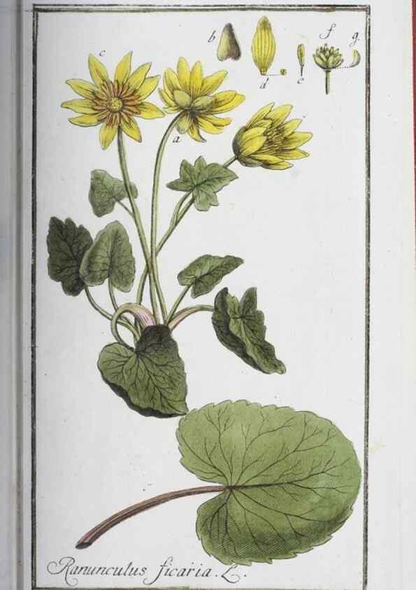 Reproducción/Reproduction 33303723728: Icones plantarum medicinalium.. Nürnberg :auf Kosten der Raspischen Buchhandlung,1779-1790. 
