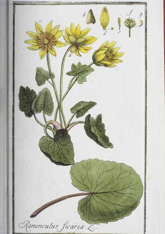 Reproducción/Reproduction 33303723728: Icones plantarum medicinalium.. Nürnberg :auf Kosten der Raspischen Buchhandlung,1779-1790. 