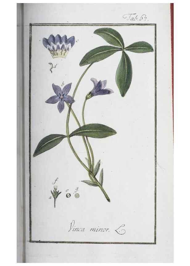 Reproducción/Reproduction 33303724778: Icones plantarum medicinalium.. Nürnberg :auf Kosten der Raspischen Buchhandlung,1779-1790. 