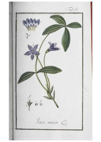 Reproducción/Reproduction 33303724778: Icones plantarum medicinalium.. Nürnberg :auf Kosten der Raspischen Buchhandlung,1779-1790. 