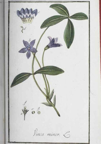 Reproducción/Reproduction 33303724778: Icones plantarum medicinalium.. Nürnberg :auf Kosten der Raspischen Buchhandlung,1779-1790. 