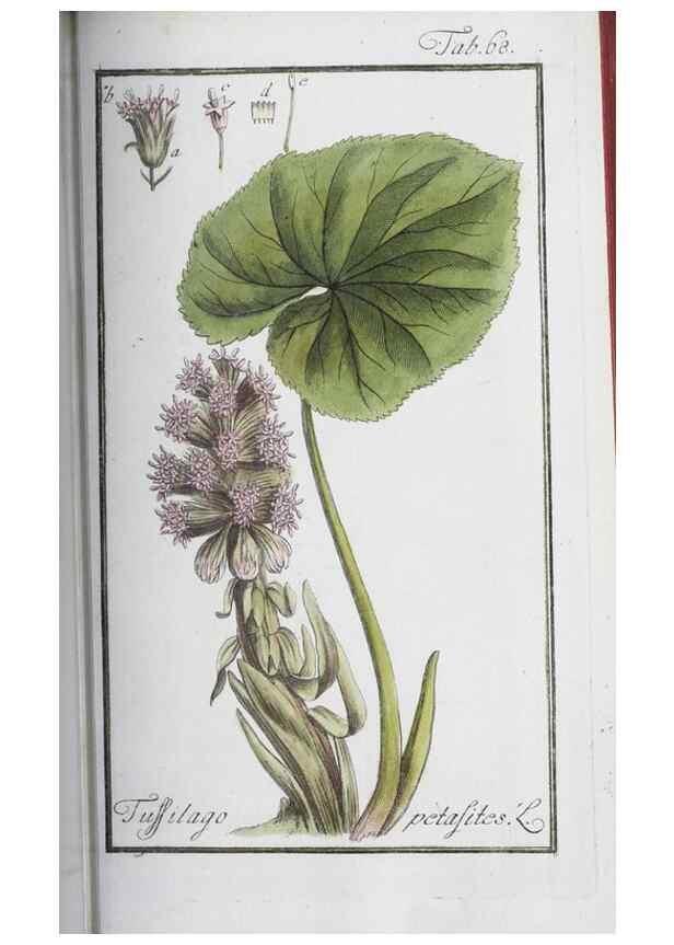 Reproducción/Reproduction 40214173723: Icones plantarum medicinalium.. Nürnberg :auf Kosten der Raspischen Buchhandlung,1779-1790. 