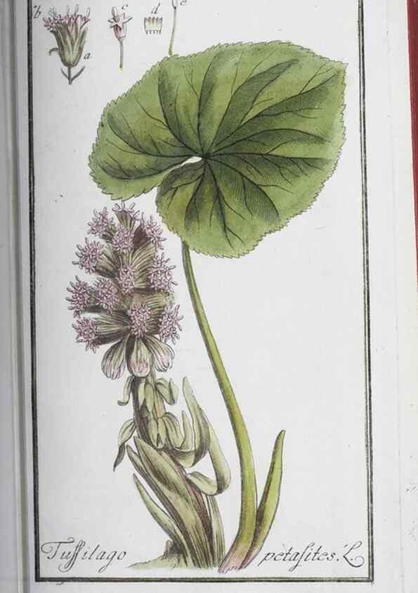 Reproducción/Reproduction 40214173723: Icones plantarum medicinalium.. Nürnberg :auf Kosten der Raspischen Buchhandlung,1779-1790. 