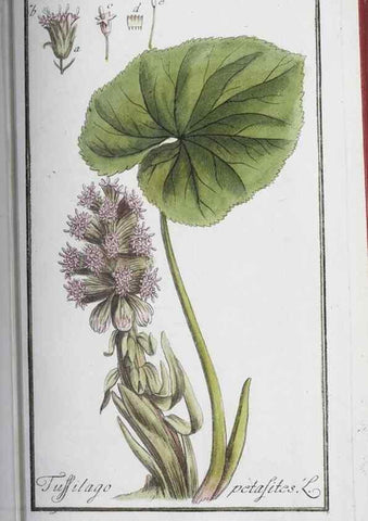Reproducción/Reproduction 40214173723: Icones plantarum medicinalium.. Nürnberg :auf Kosten der Raspischen Buchhandlung,1779-1790. 