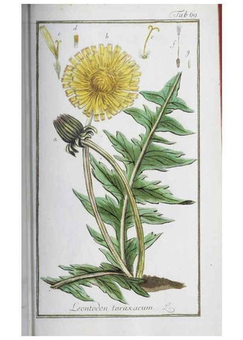 Reproducción/Reproduction 46264843415: Icones plantarum medicinalium.. Nürnberg :auf Kosten der Raspischen Buchhandlung,1779-1790. 