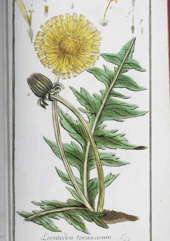 Reproducción/Reproduction 46264843415: Icones plantarum medicinalium.. Nürnberg :auf Kosten der Raspischen Buchhandlung,1779-1790. 