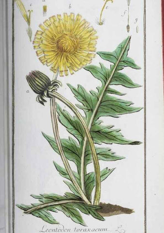 Reproducción/Reproduction 46264843415: Icones plantarum medicinalium.. Nürnberg :auf Kosten der Raspischen Buchhandlung,1779-1790. 