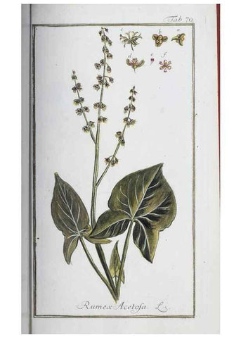 Reproducción/Reproduction 40214175403: Icones plantarum medicinalium.. Nürnberg :auf Kosten der Raspischen Buchhandlung,1779-1790. 