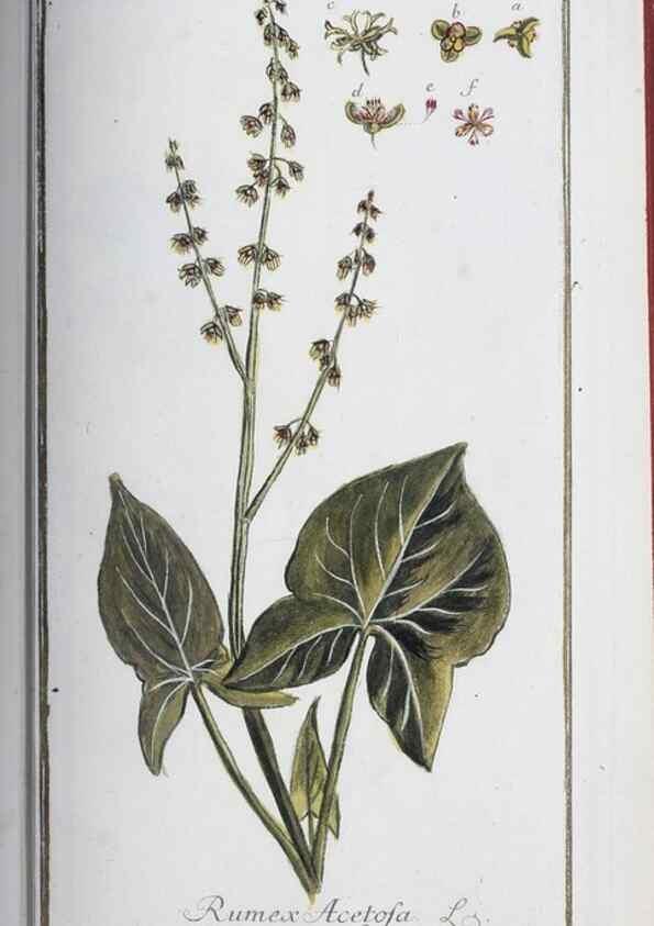 Reproducción/Reproduction 40214175403: Icones plantarum medicinalium.. Nürnberg :auf Kosten der Raspischen Buchhandlung,1779-1790. 