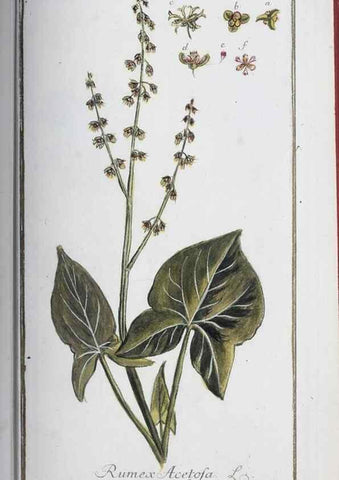 Reproducción/Reproduction 40214175403: Icones plantarum medicinalium.. Nürnberg :auf Kosten der Raspischen Buchhandlung,1779-1790. 