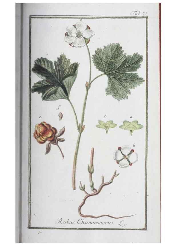 Reproducción/Reproduction 47127164502: Icones plantarum medicinalium.. Nürnberg :auf Kosten der Raspischen Buchhandlung,1779-1790. 