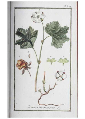 Reproducción/Reproduction 47127164502: Icones plantarum medicinalium.. Nürnberg :auf Kosten der Raspischen Buchhandlung,1779-1790. 