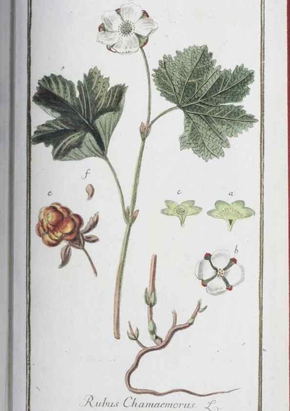 Reproducción/Reproduction 47127164502: Icones plantarum medicinalium.. Nürnberg :auf Kosten der Raspischen Buchhandlung,1779-1790. 