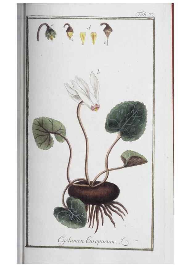 Reproducción/Reproduction 47127165512: Icones plantarum medicinalium.. Nürnberg :auf Kosten der Raspischen Buchhandlung,1779-1790. 