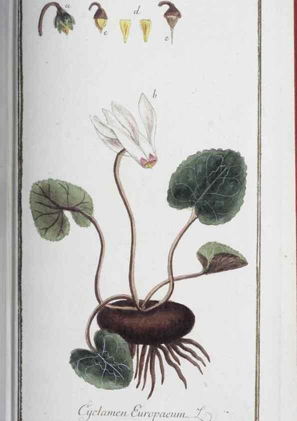 Reproducción/Reproduction 47127165512: Icones plantarum medicinalium.. Nürnberg :auf Kosten der Raspischen Buchhandlung,1779-1790. 