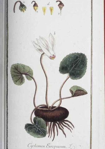 Reproducción/Reproduction 47127165512: Icones plantarum medicinalium.. Nürnberg :auf Kosten der Raspischen Buchhandlung,1779-1790. 
