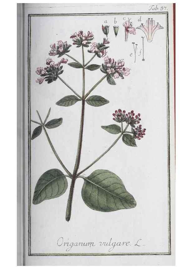 Reproducción/Reproduction 33303716078: Icones plantarum medicinalium.. Nürnberg :auf Kosten der Raspischen Buchhandlung,1779-1790. 