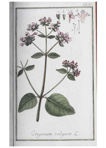 Reproducción/Reproduction 33303716078: Icones plantarum medicinalium.. Nürnberg :auf Kosten der Raspischen Buchhandlung,1779-1790. 