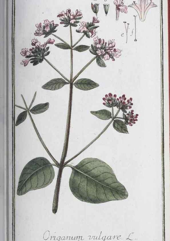Reproducción/Reproduction 33303716078: Icones plantarum medicinalium.. Nürnberg :auf Kosten der Raspischen Buchhandlung,1779-1790. 