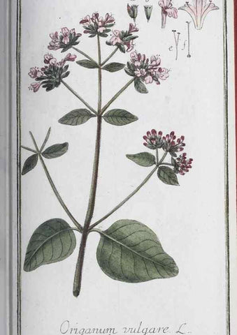 Reproducción/Reproduction 33303716078: Icones plantarum medicinalium.. Nürnberg :auf Kosten der Raspischen Buchhandlung,1779-1790. 