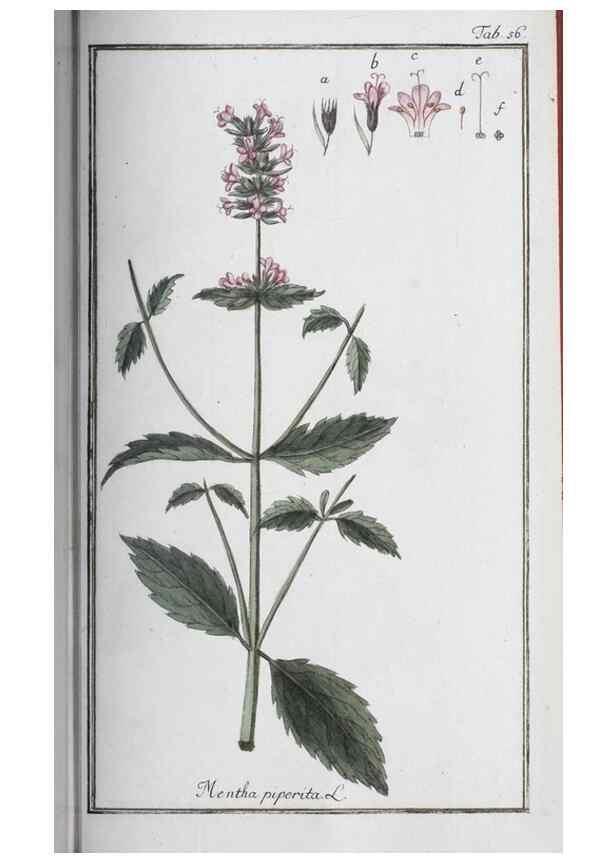 Reproducción/Reproduction 47178995821: Icones plantarum medicinalium.. Nürnberg :auf Kosten der Raspischen Buchhandlung,1779-1790. 