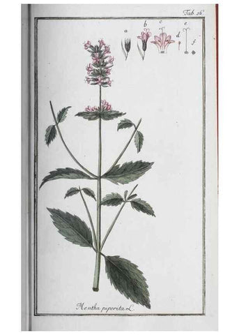 Reproducción/Reproduction 47178995821: Icones plantarum medicinalium.. Nürnberg :auf Kosten der Raspischen Buchhandlung,1779-1790. 