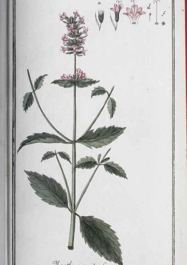 Reproducción/Reproduction 47178995821: Icones plantarum medicinalium.. Nürnberg :auf Kosten der Raspischen Buchhandlung,1779-1790. 