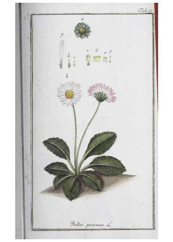 Reproducción/Reproduction 47178995381: Icones plantarum medicinalium.. Nürnberg :auf Kosten der Raspischen Buchhandlung,1779-1790. 