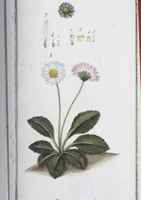 Reproducción/Reproduction 47178995381: Icones plantarum medicinalium.. Nürnberg :auf Kosten der Raspischen Buchhandlung,1779-1790. 