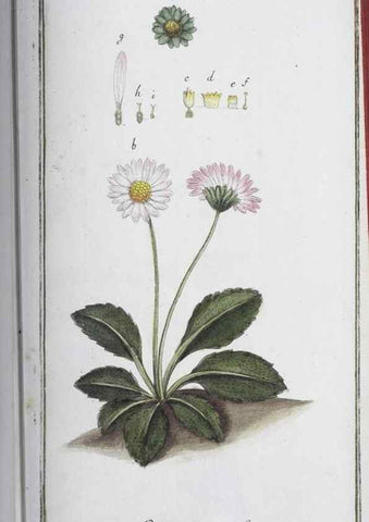 Reproducción/Reproduction 47178995381: Icones plantarum medicinalium.. Nürnberg :auf Kosten der Raspischen Buchhandlung,1779-1790. 