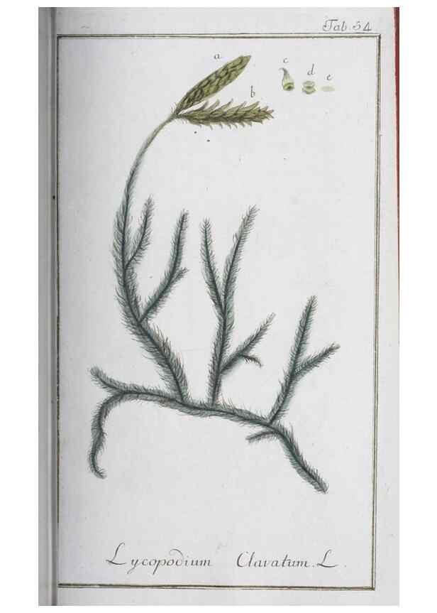 Reproducción/Reproduction 32237257437: Icones plantarum medicinalium.. Nürnberg :auf Kosten der Raspischen Buchhandlung,1779-1790. 
