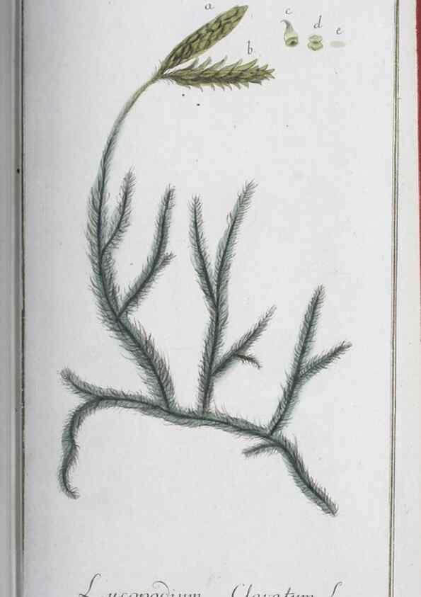 Reproducción/Reproduction 32237257437: Icones plantarum medicinalium.. Nürnberg :auf Kosten der Raspischen Buchhandlung,1779-1790. 