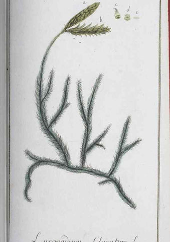 Reproducción/Reproduction 32237257437: Icones plantarum medicinalium.. Nürnberg :auf Kosten der Raspischen Buchhandlung,1779-1790. 